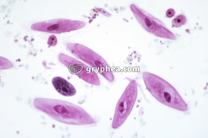 Paramécies et autres protozoaires X40 - gryphea.com